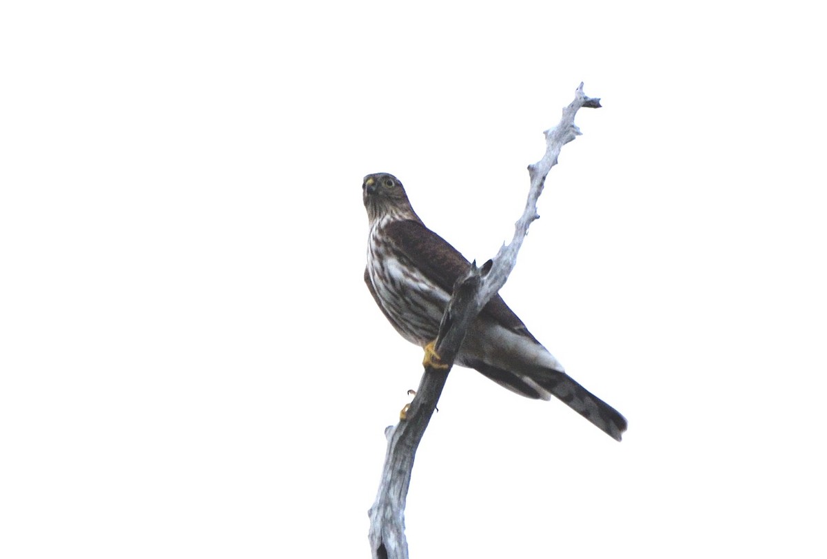 Sharp-shinned Hawk - ML610535647