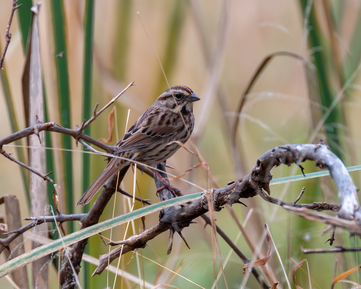 Song Sparrow - ML610535662