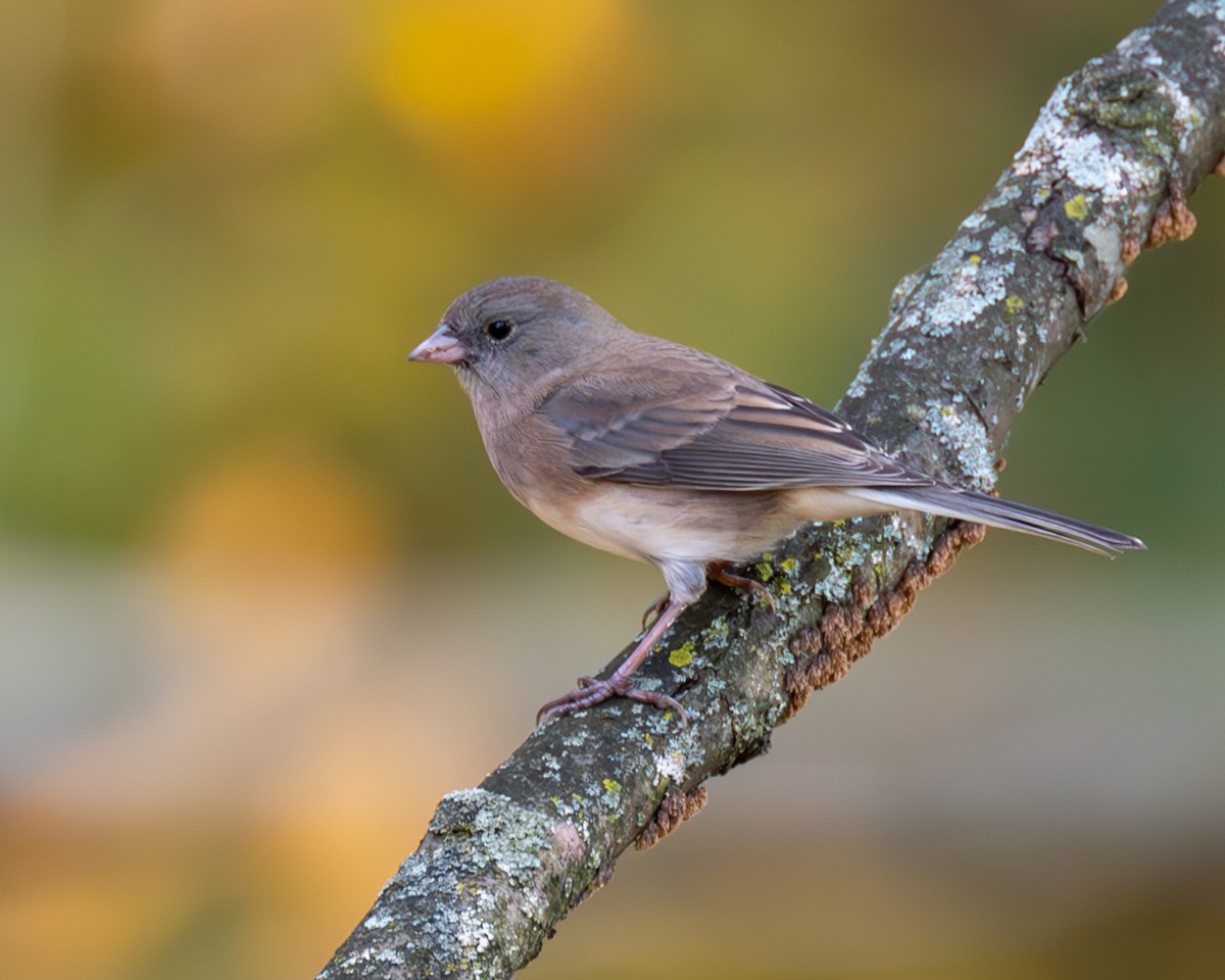 Junco Ojioscuro - ML610535669