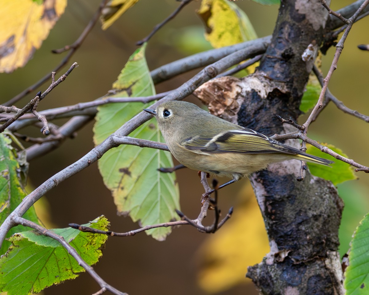 Ruby-crowned Kinglet - Peter Rosario