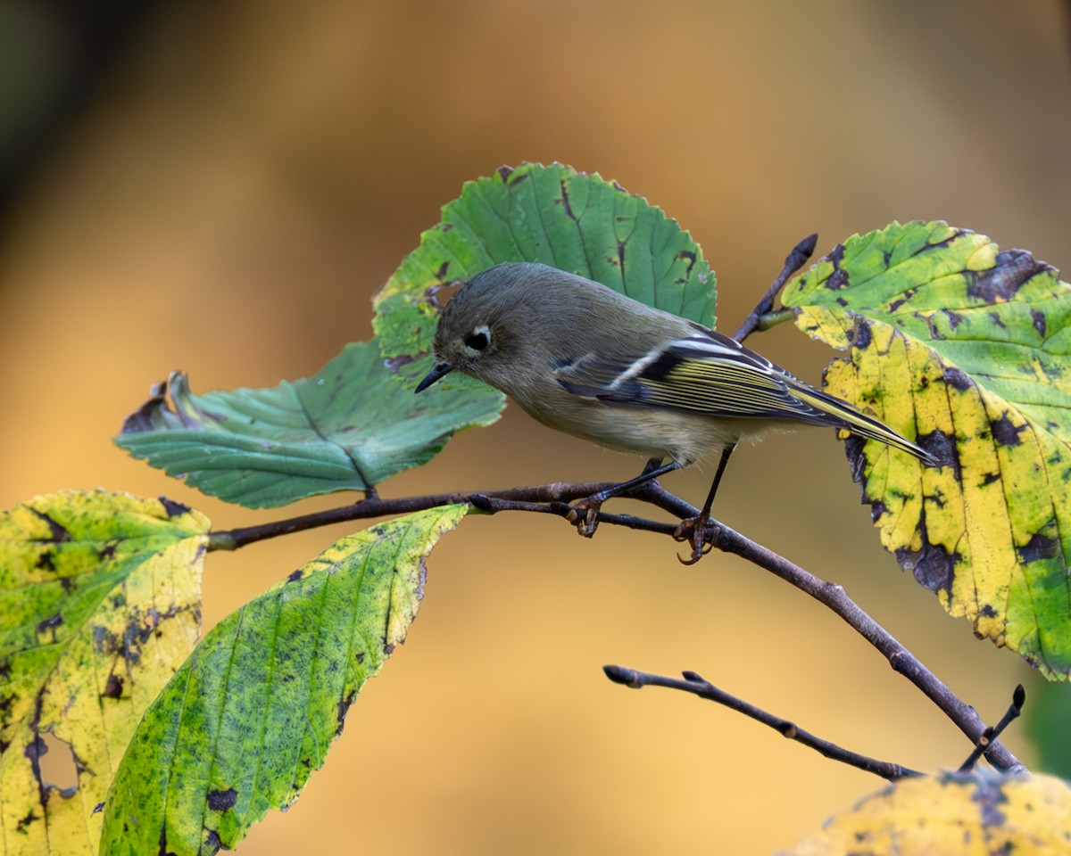 Ruby-crowned Kinglet - ML610535678