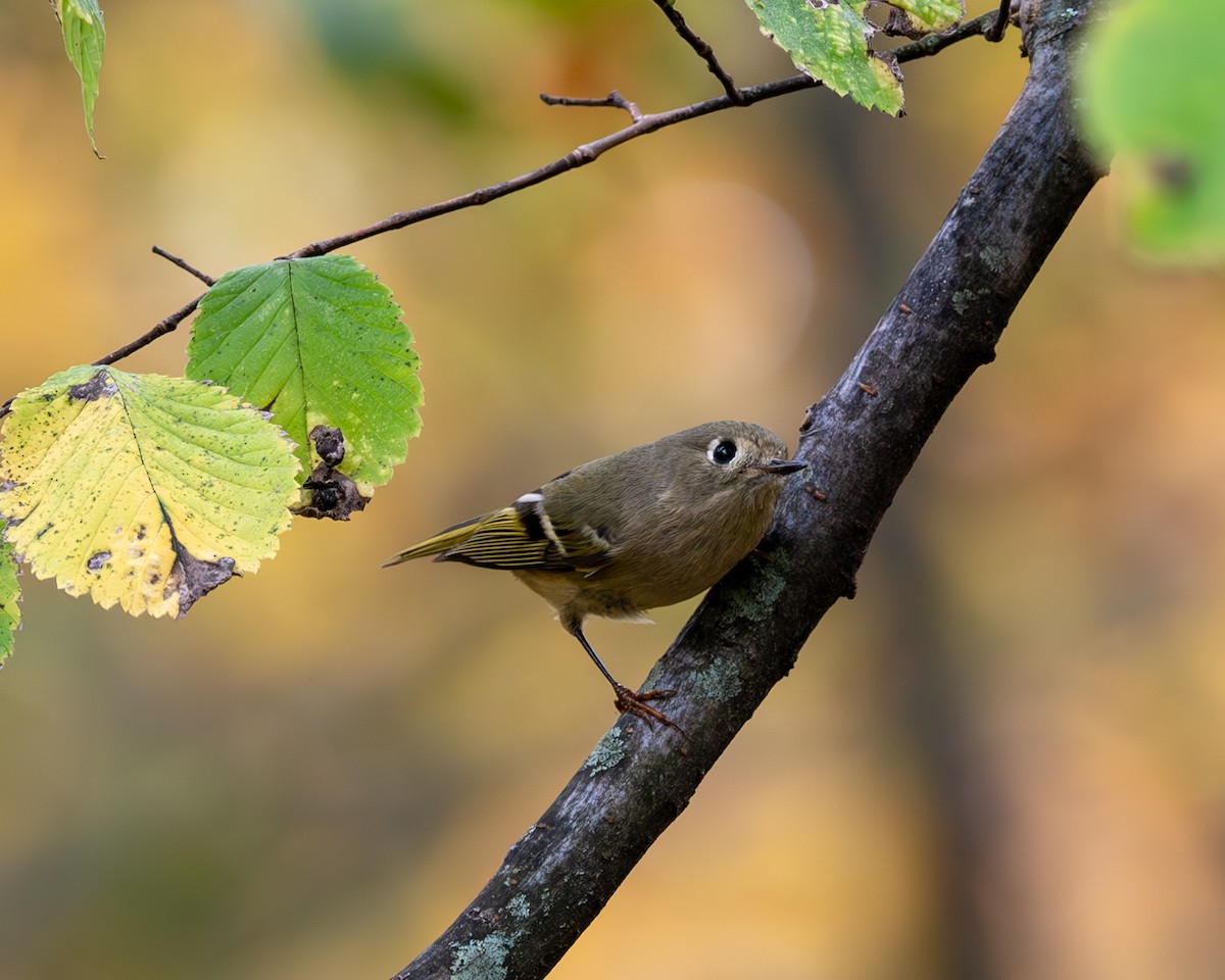 Ruby-crowned Kinglet - Peter Rosario