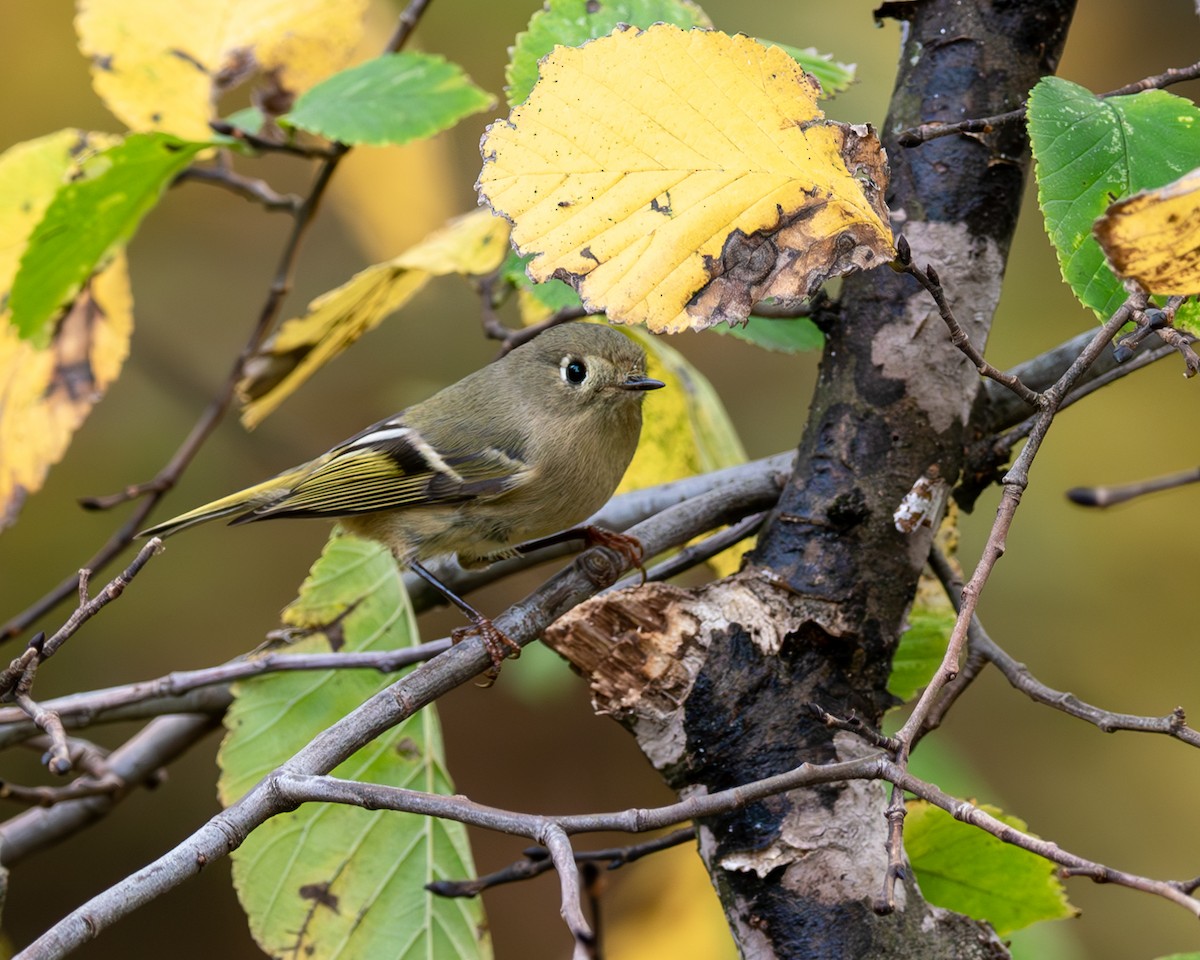 Ruby-crowned Kinglet - ML610535680