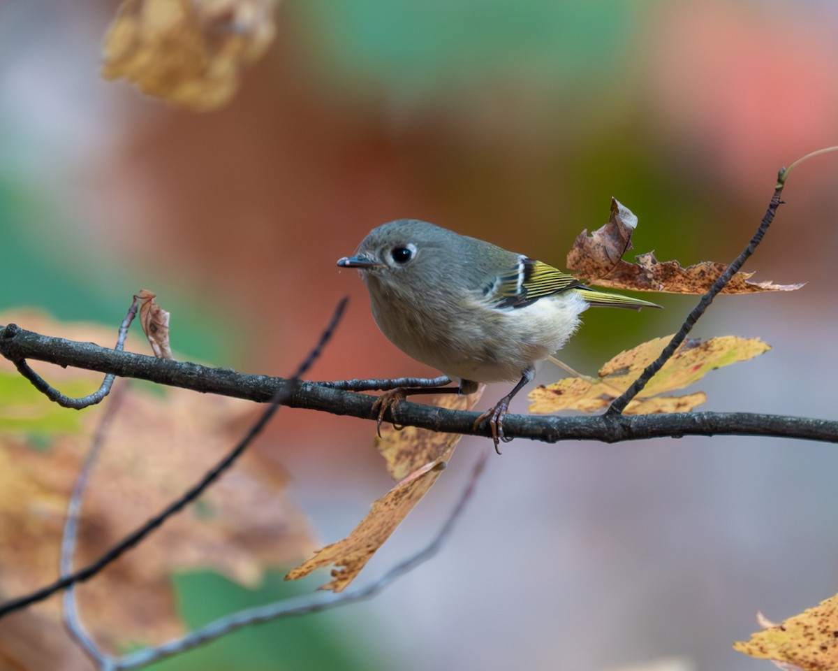 Ruby-crowned Kinglet - ML610535681