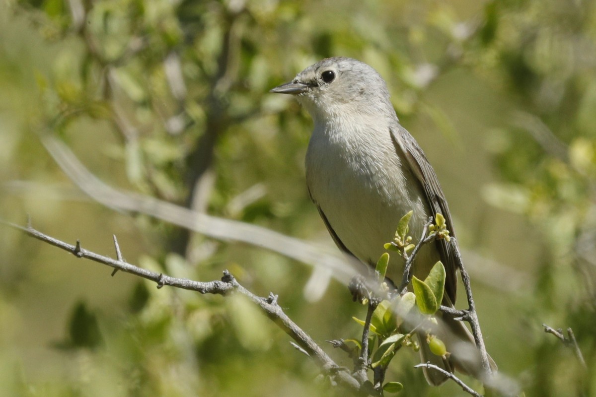 Lucy's Warbler - ML610535781