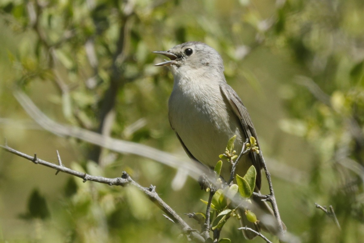 Lucy's Warbler - ML610535782