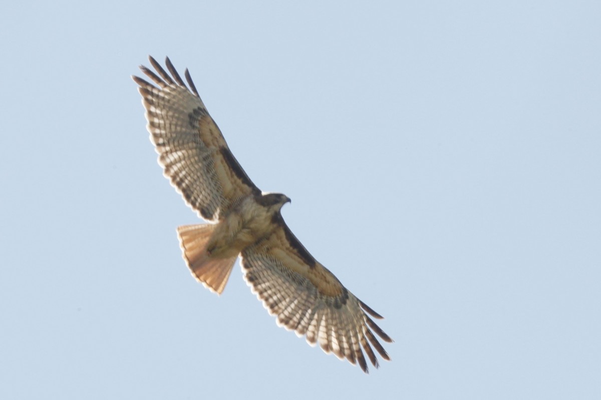 Red-tailed Hawk - ML610535797