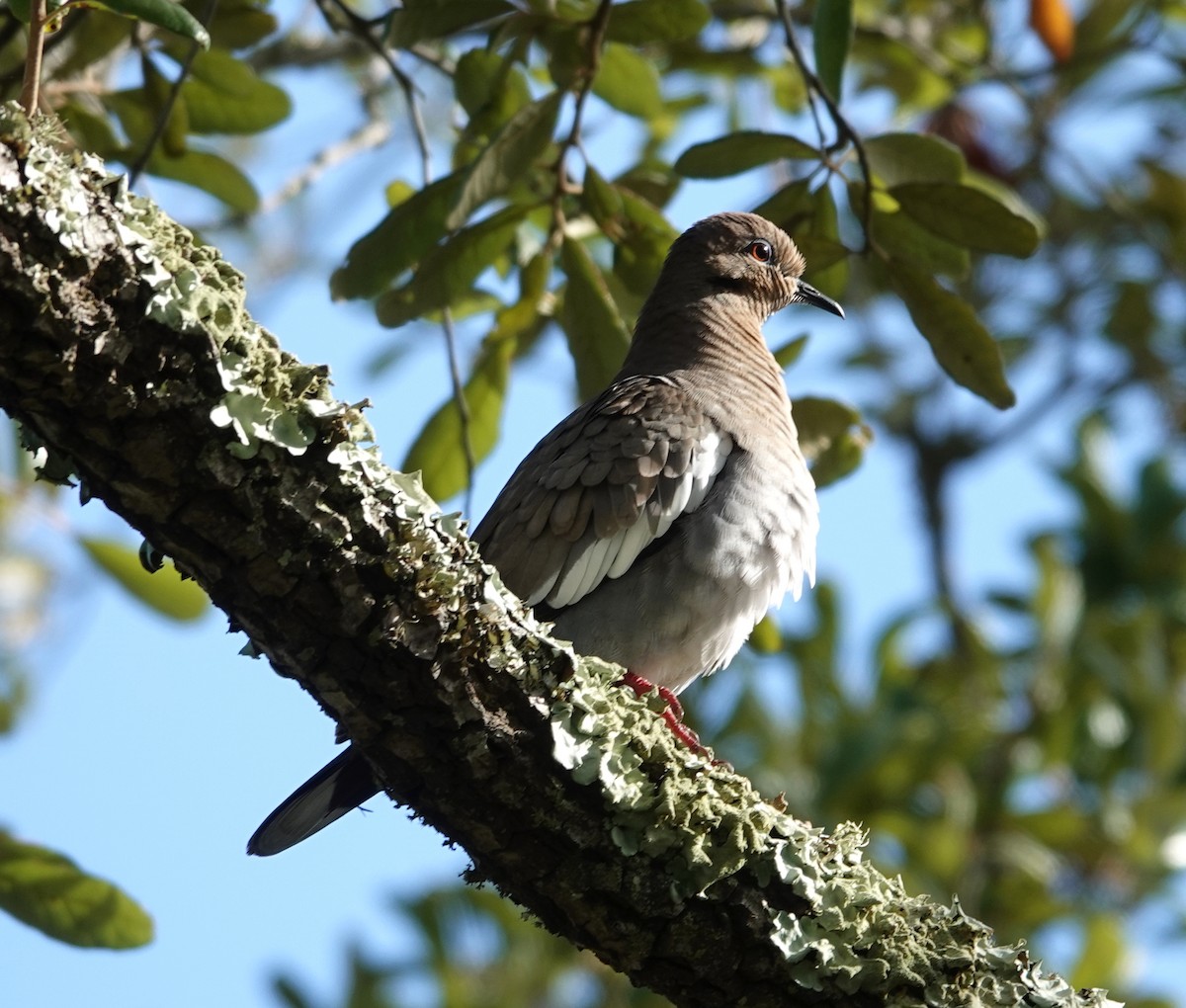 White-winged Dove - ML610535838