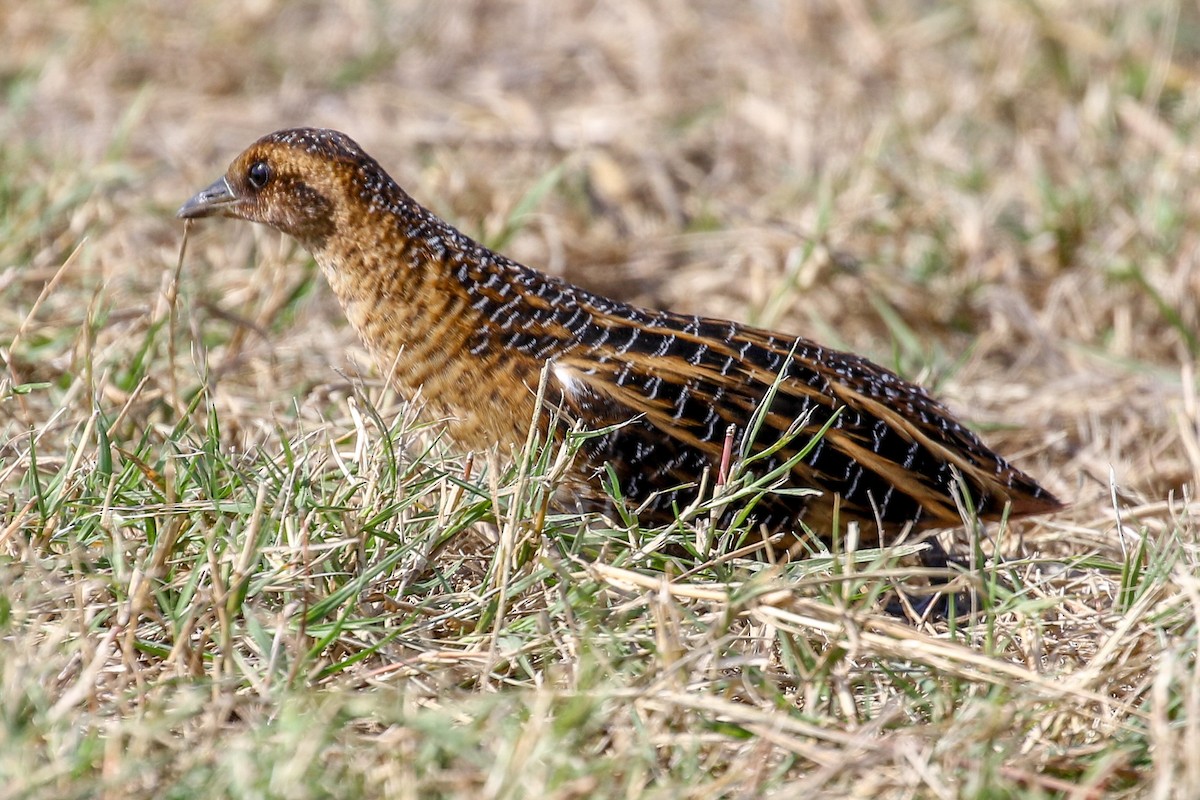 Yellow Rail - Teresa Connell