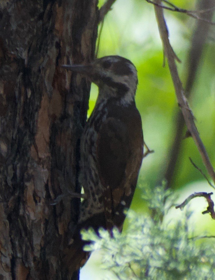 Arizona Woodpecker - ML610536043