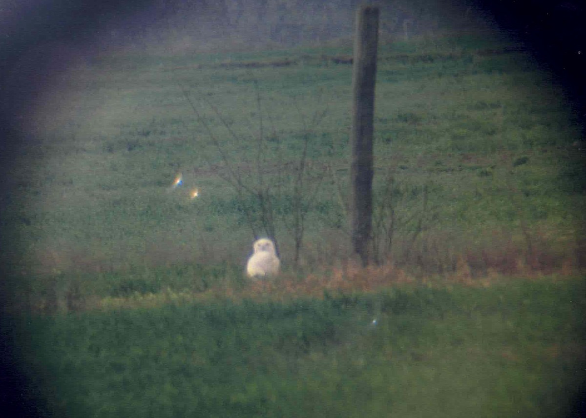 Snowy Owl - ML610536063