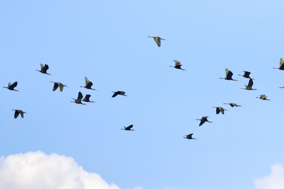 White-faced Ibis - ML610536162