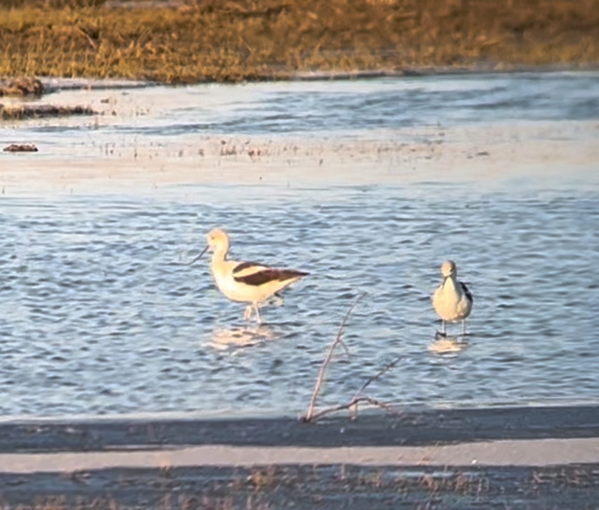 Avoceta Americana - ML610536242