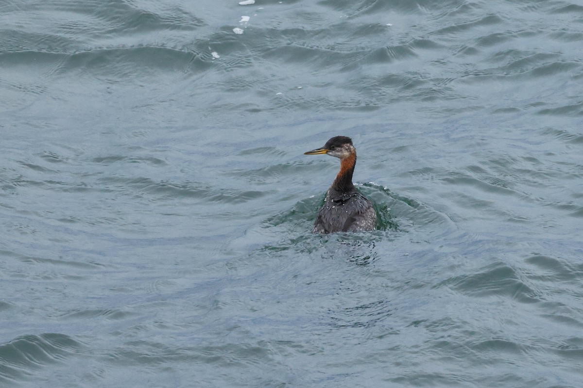 Red-necked Grebe - Denis Tétreault