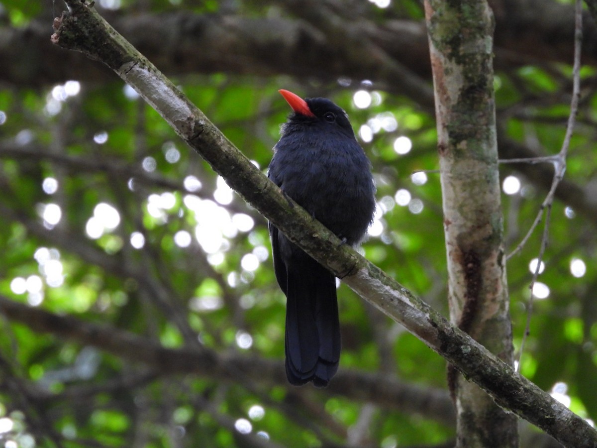 Black-fronted Nunbird - ML610536347