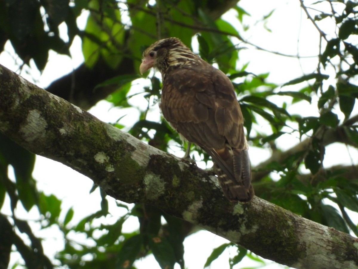 Yellow-headed Caracara - ML610536361