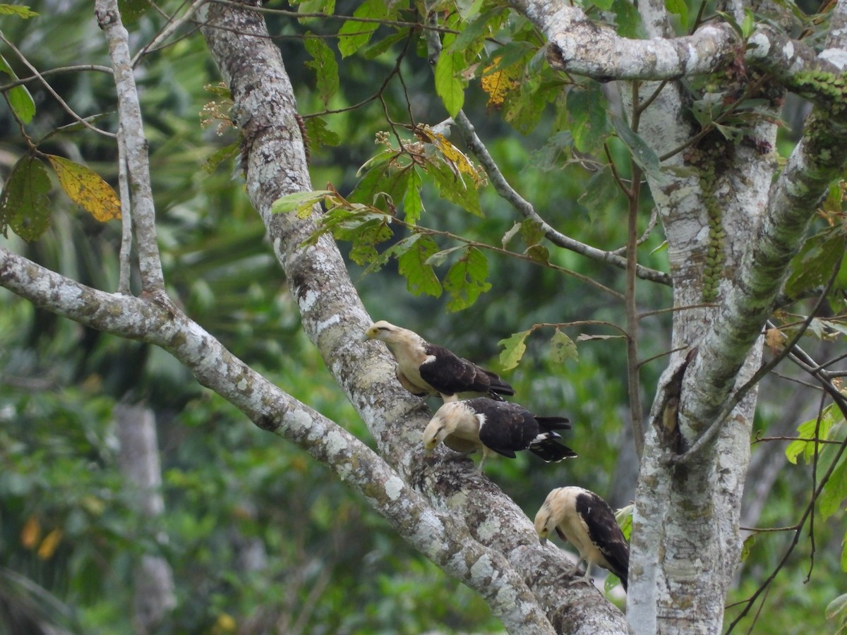 Yellow-headed Caracara - ML610536362