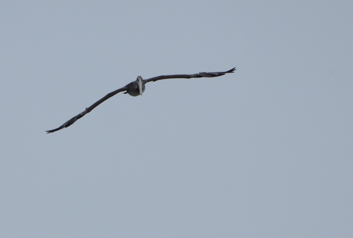 Brown Pelican - ML610536399