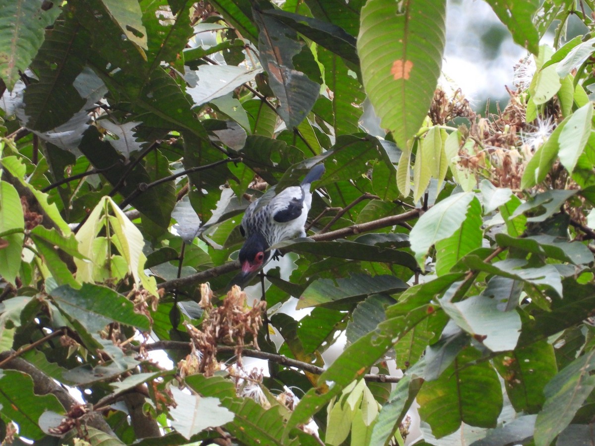 Black-tailed Tityra - ML610536401