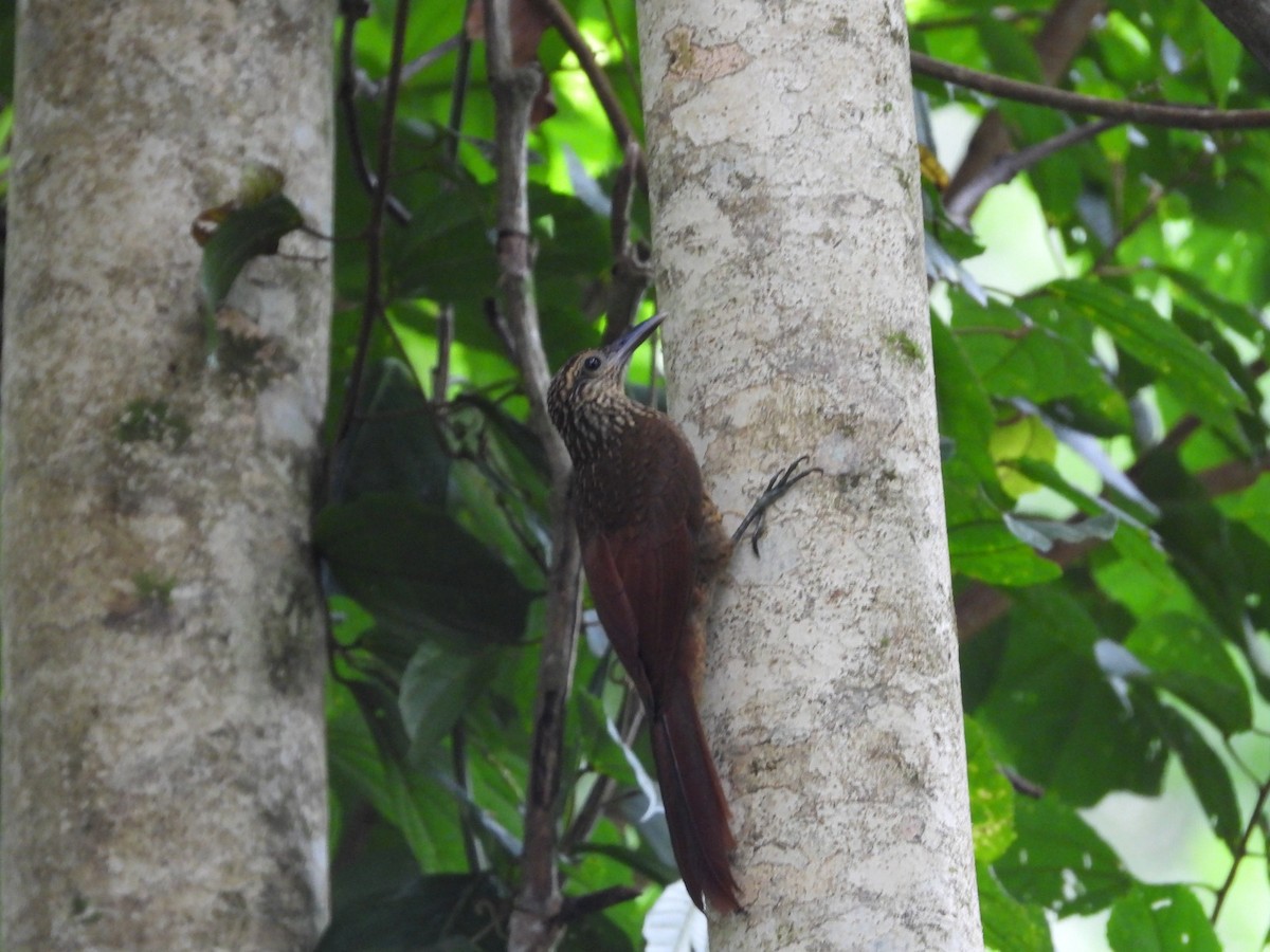 Black-banded Woodcreeper - ML610536408