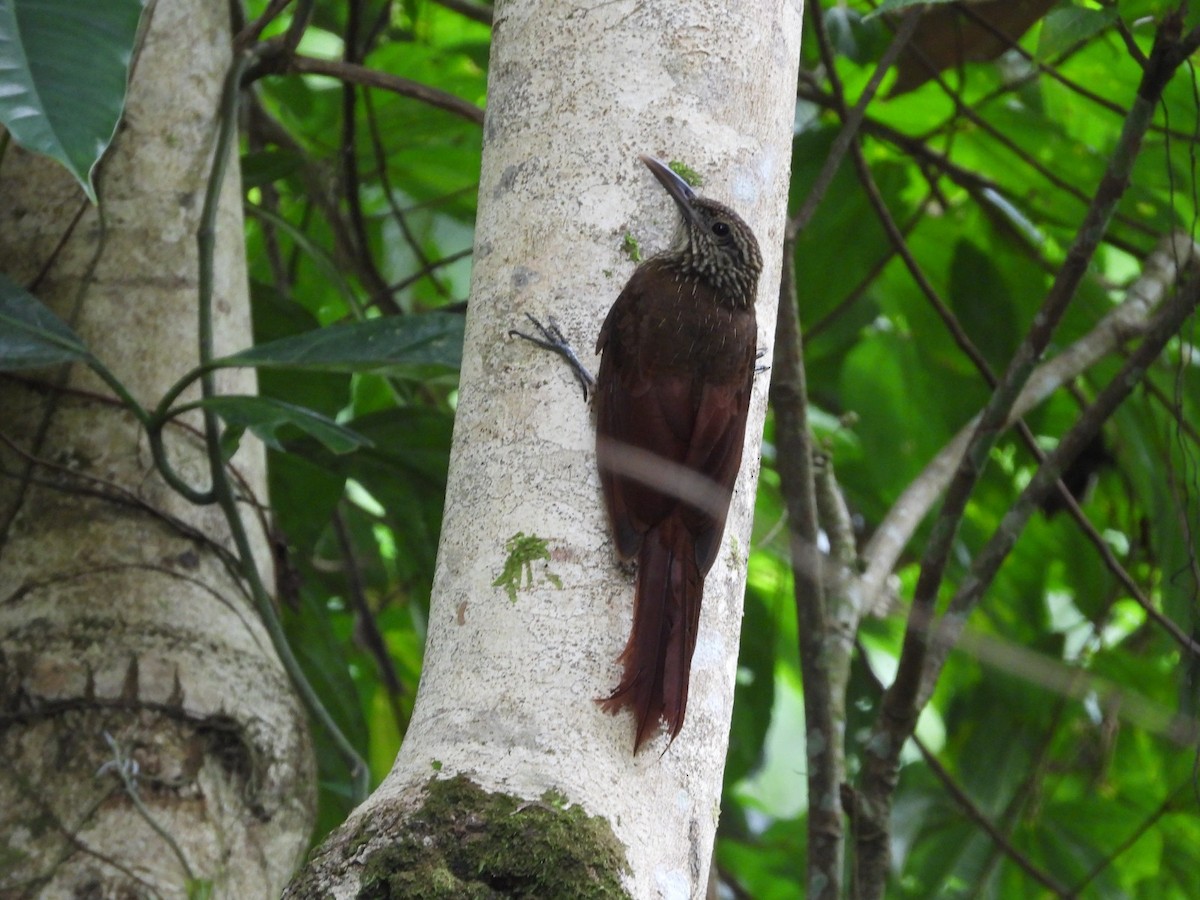 Black-banded Woodcreeper - ML610536410