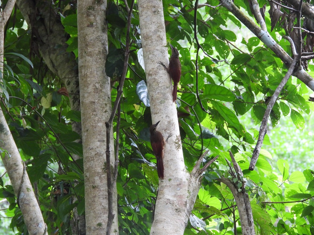 Black-banded Woodcreeper - ML610536411