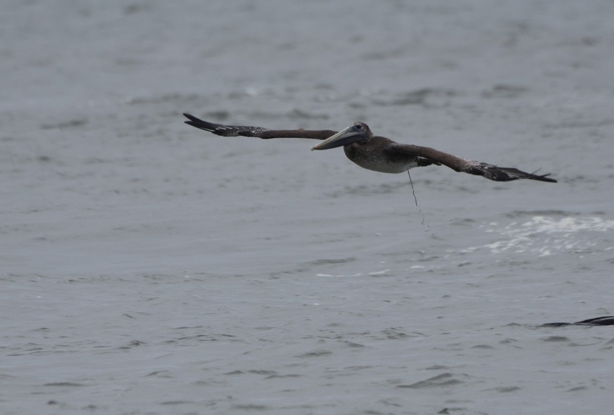 Brown Pelican - Andrea Heine