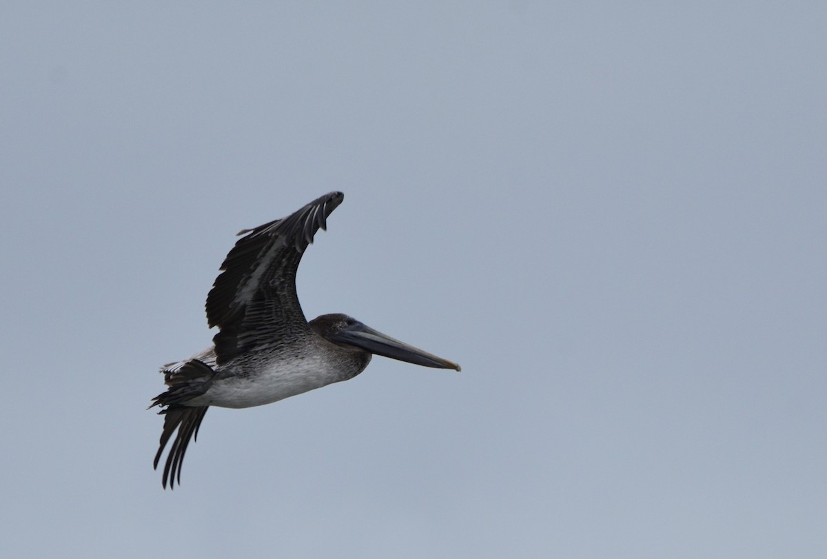 Brown Pelican - Andrea Heine