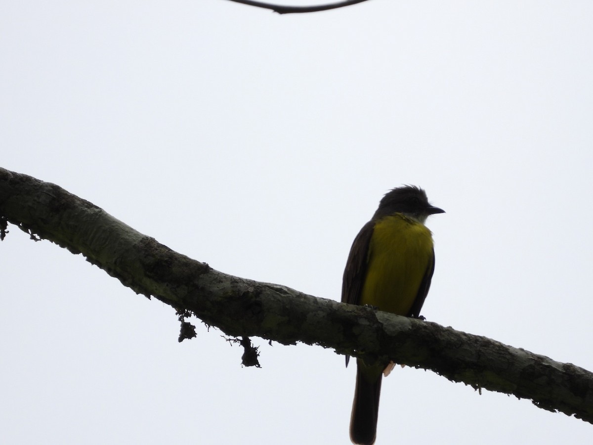 Sulphury Flycatcher - ML610536467