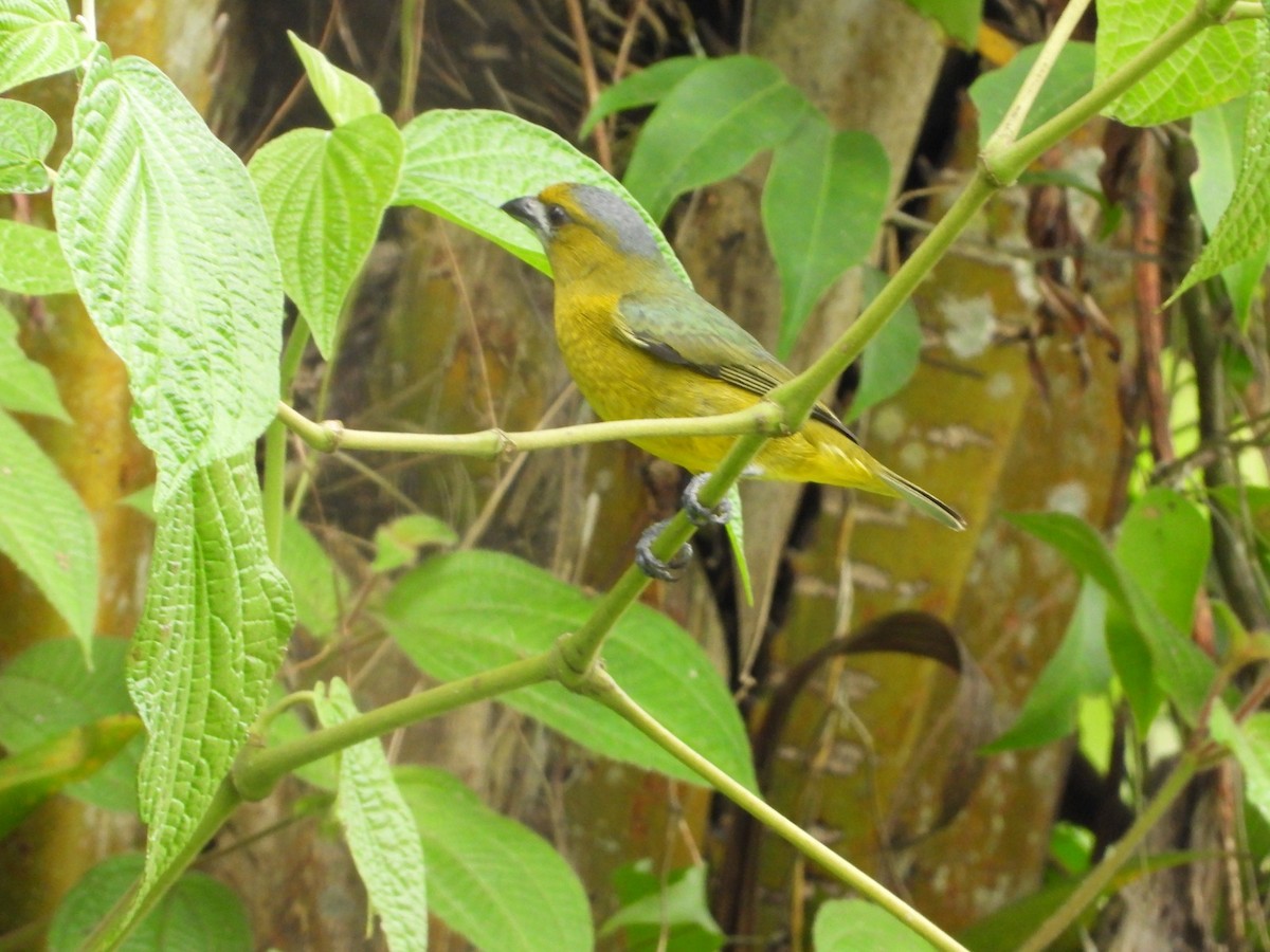 Golden-bellied Euphonia - ML610536485