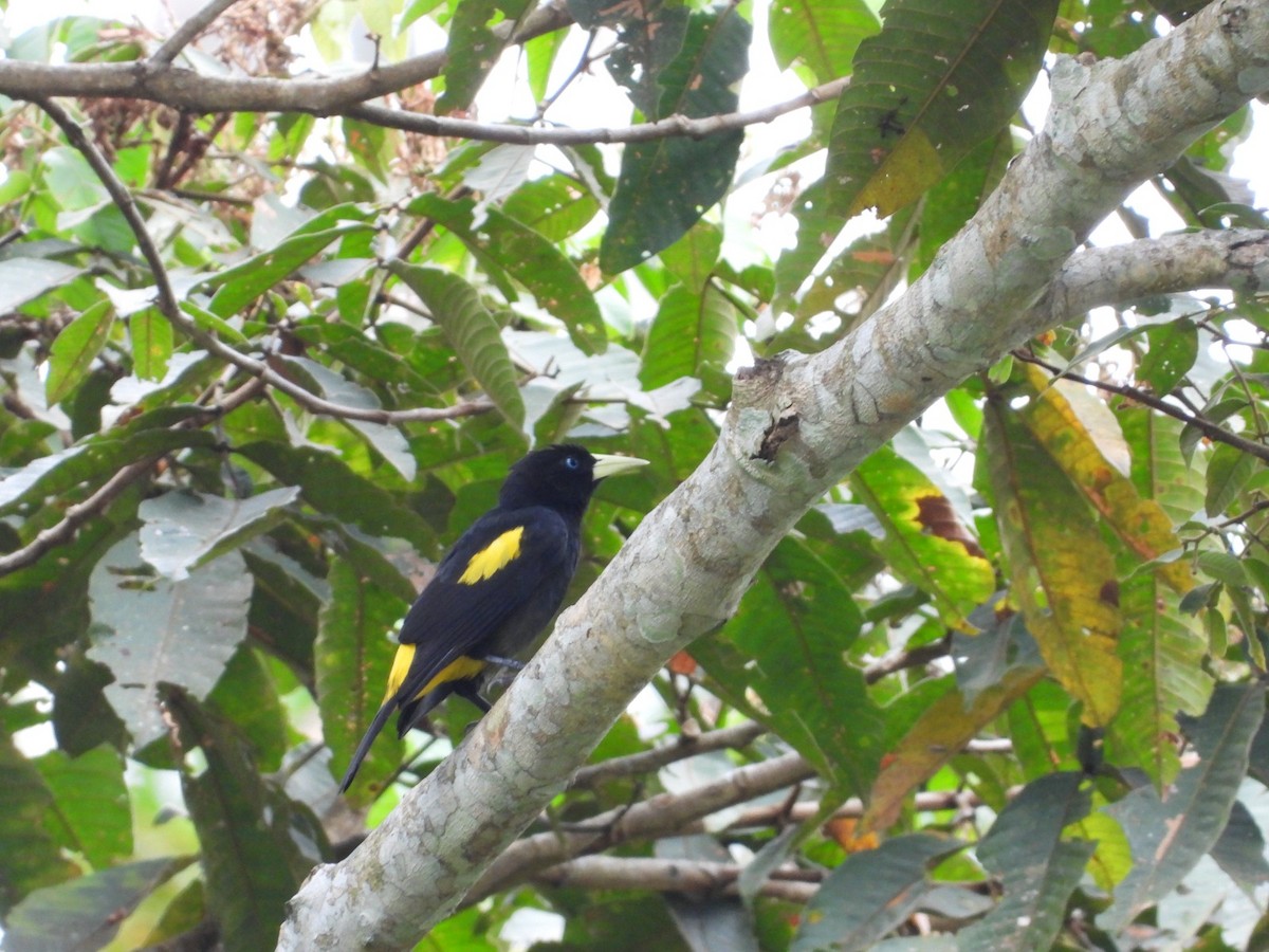 Yellow-rumped Cacique - ML610536517