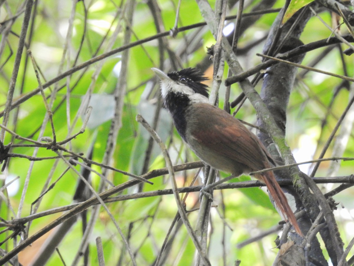 White-bearded Antshrike - ML610536553