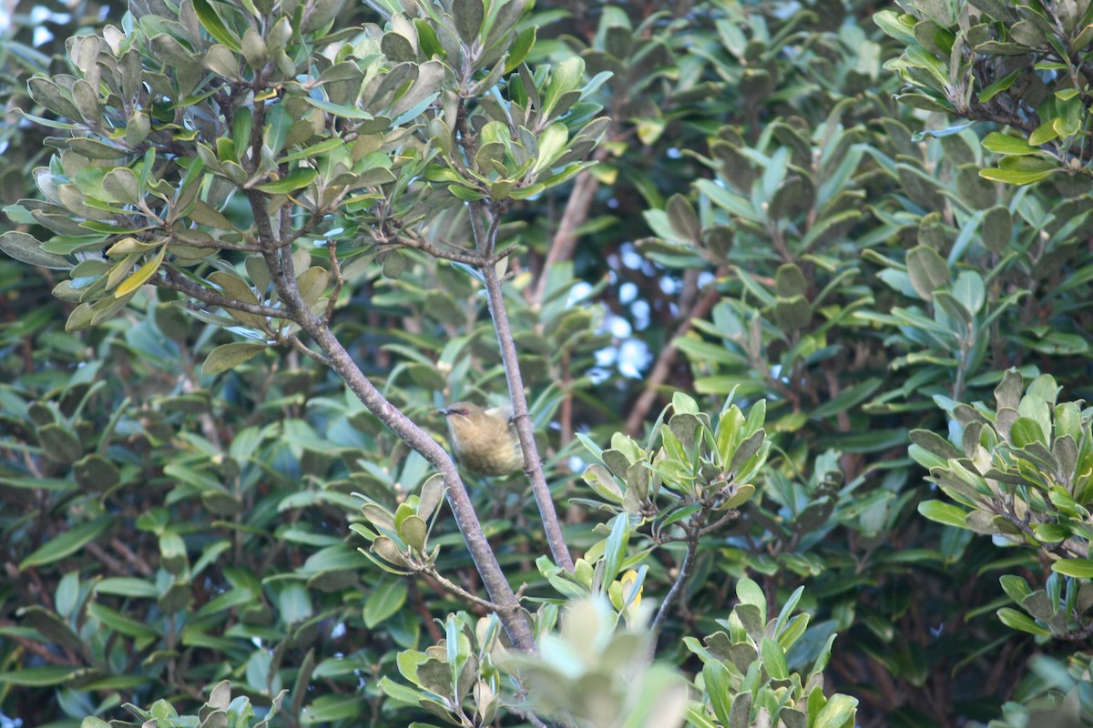 New Zealand Bellbird - ML61053661