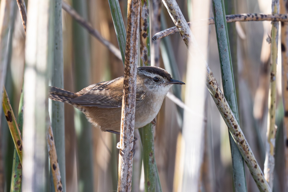 Marsh Wren - Mike Thompson