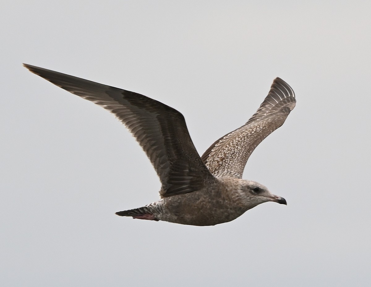 Herring Gull - ML610536672