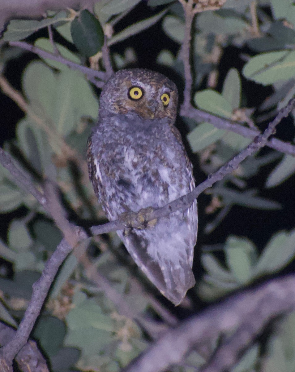 Elf Owl - Asher Perla