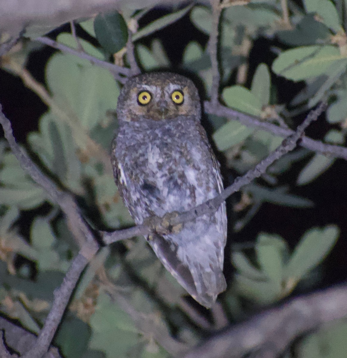 Elf Owl - Asher Perla