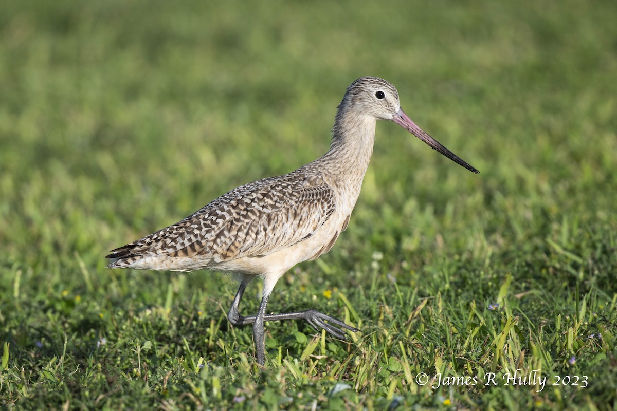 Marbled Godwit - ML610536726