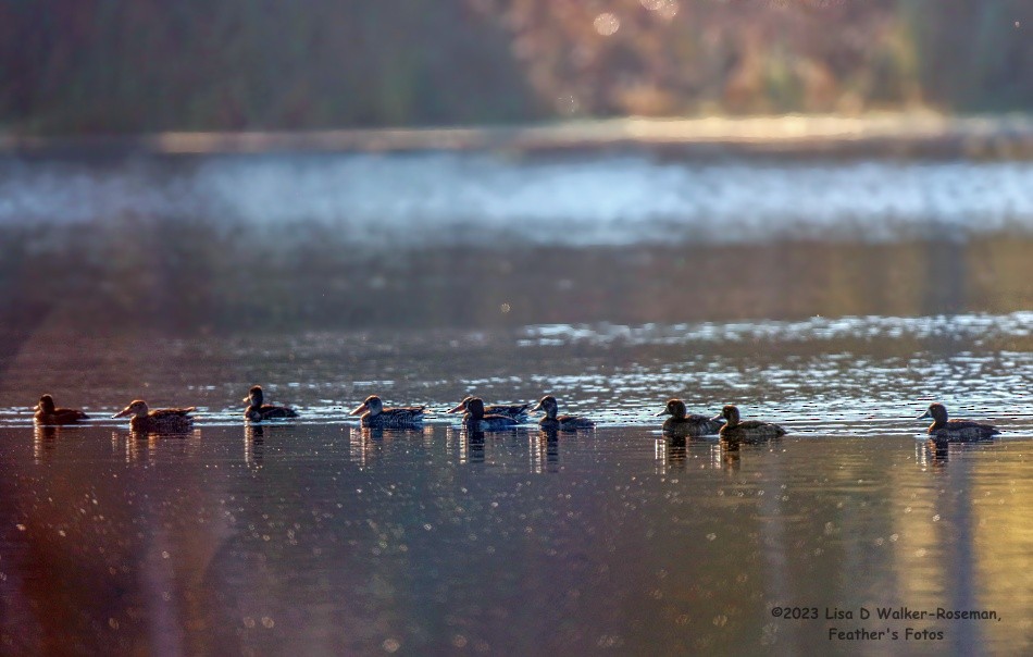 Northern Shoveler - ML610536788