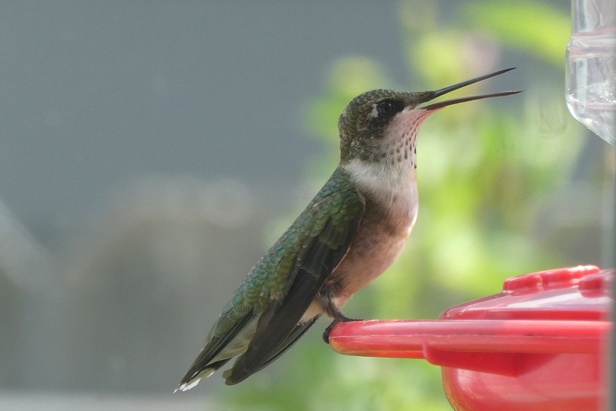 Ruby-throated Hummingbird - ML610536953