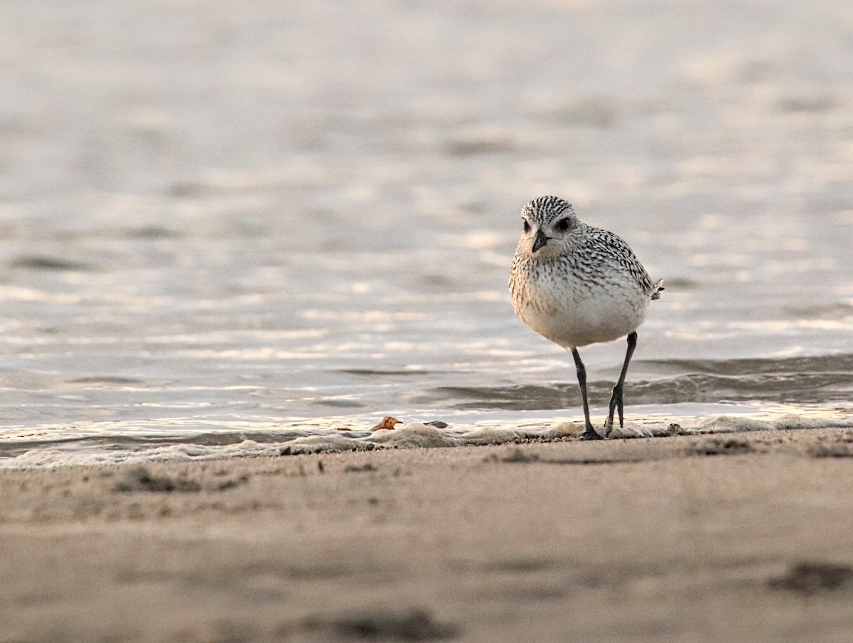 Black-bellied Plover - ML610536966