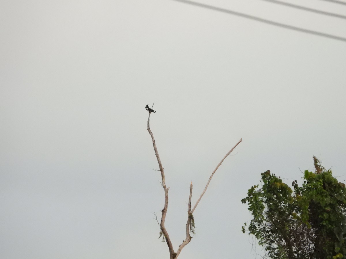 Long-billed Crow - Marcie  Jacklin