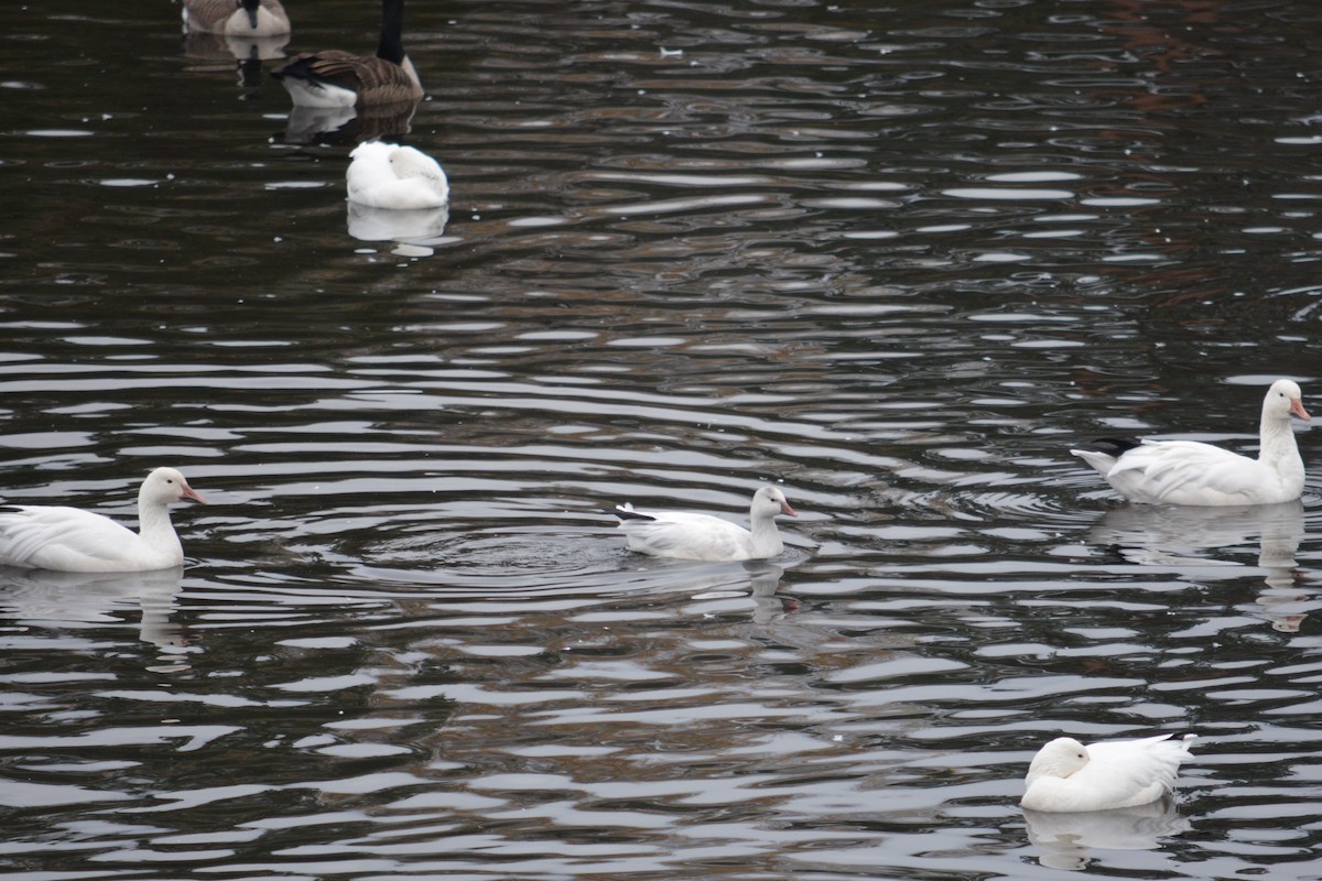 Ross's Goose - ML610537014