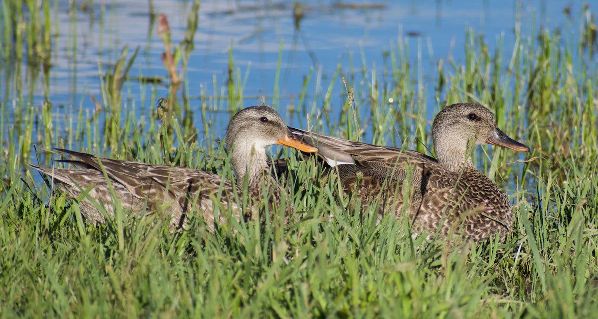 Gadwall - ML610537037