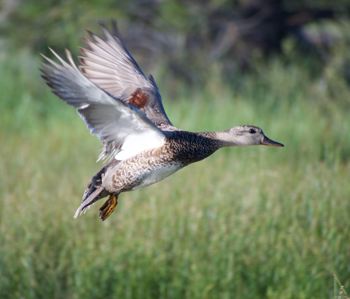 Gadwall - ML610537038