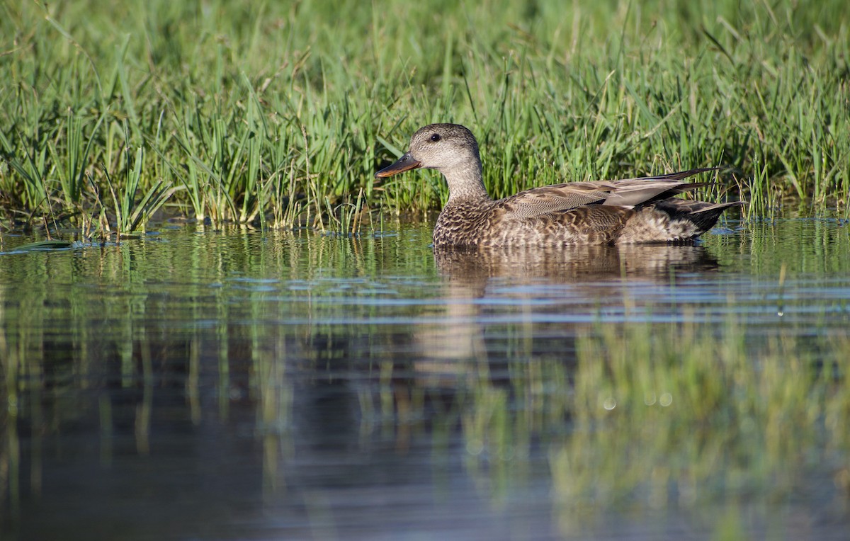 Gadwall - ML610537039