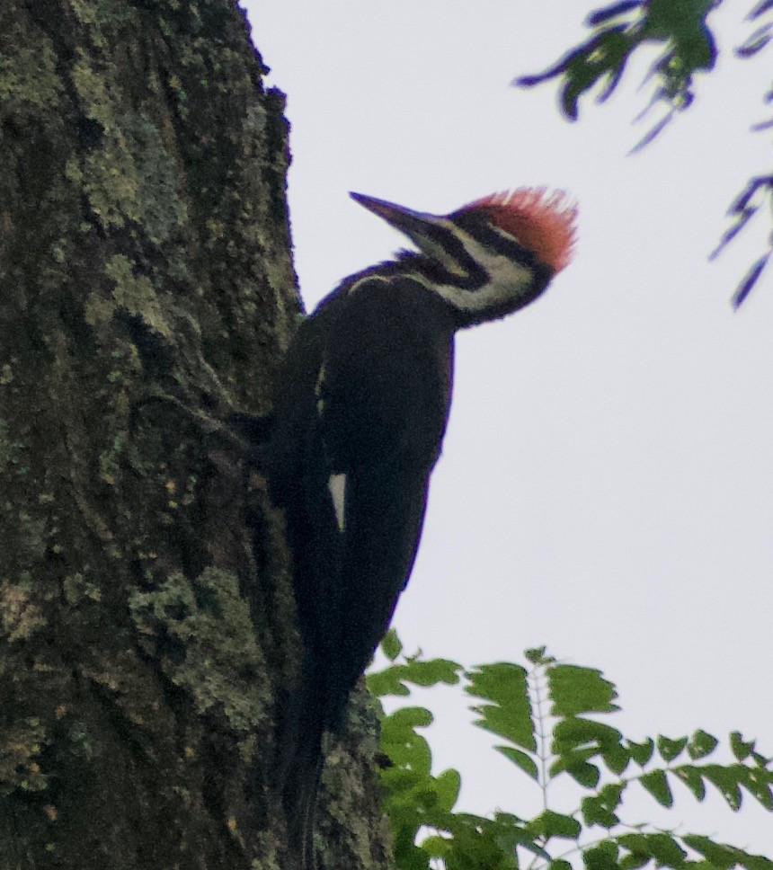 Pileated Woodpecker - ML610537220
