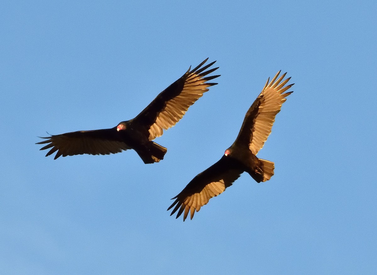 Turkey Vulture - ML610537237