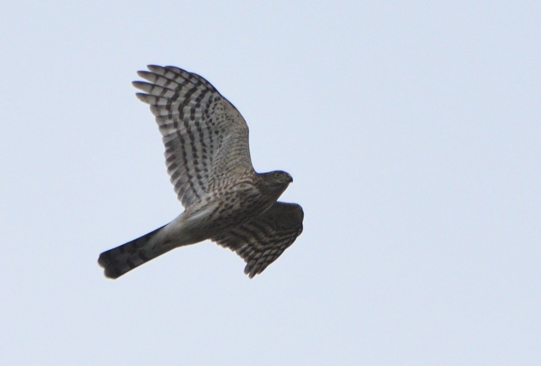 Cooper's Hawk - ML610537255