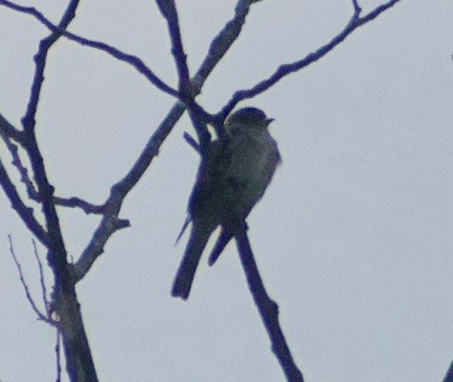 Eastern Wood-Pewee - ML610537261